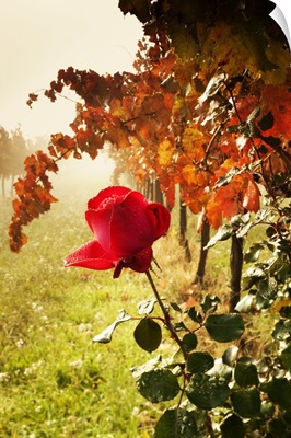 Italy, Umbria, Montefalco, Sagrantino vineyards on a foggy autumn morning