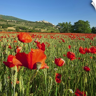Italy, Umbria, Perugia district, Trevi, Poppy field and the town in spring