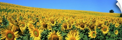 Italy, Umbria, Sunflower field
