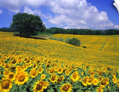 Italy, Umbria, Sunflower field, Helianthus
