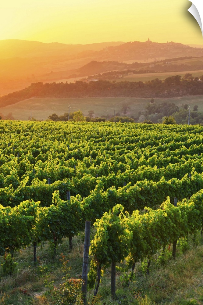 Italy, Umbria, Todi, Vineyards near Todi at sunset