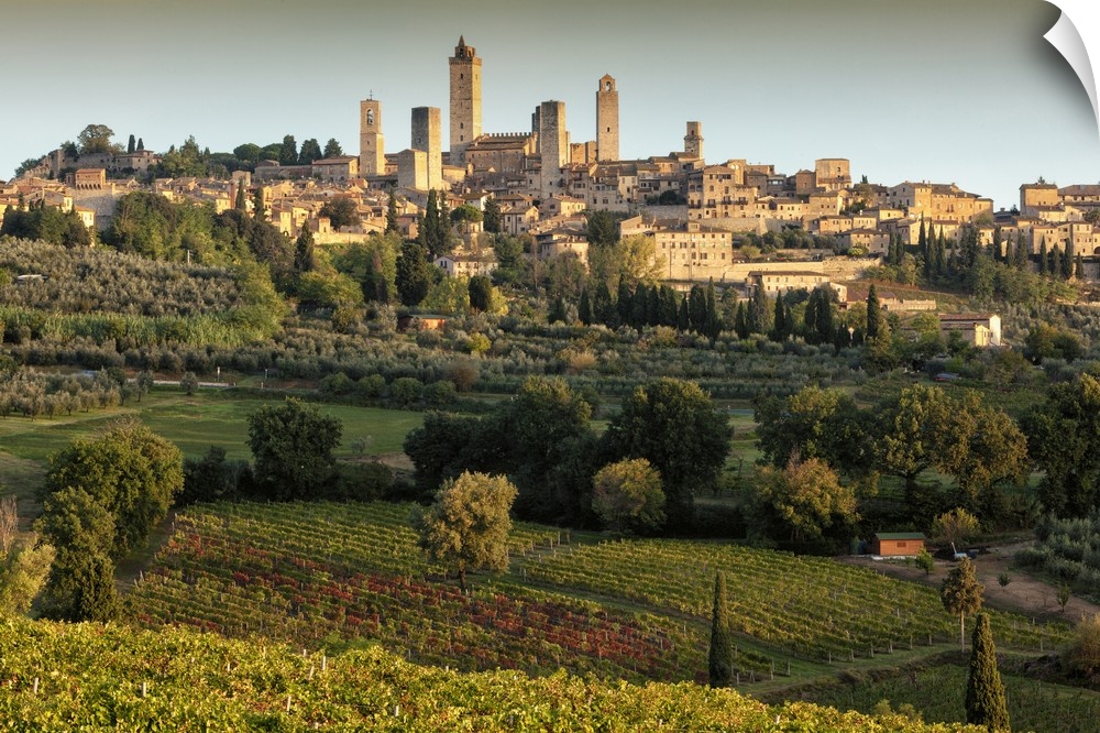 Italy, Tuscany, Siena district, Val d'Elsa, San Gimignano, Vernaccia vineyards and olive grove with a walled medieval hill...