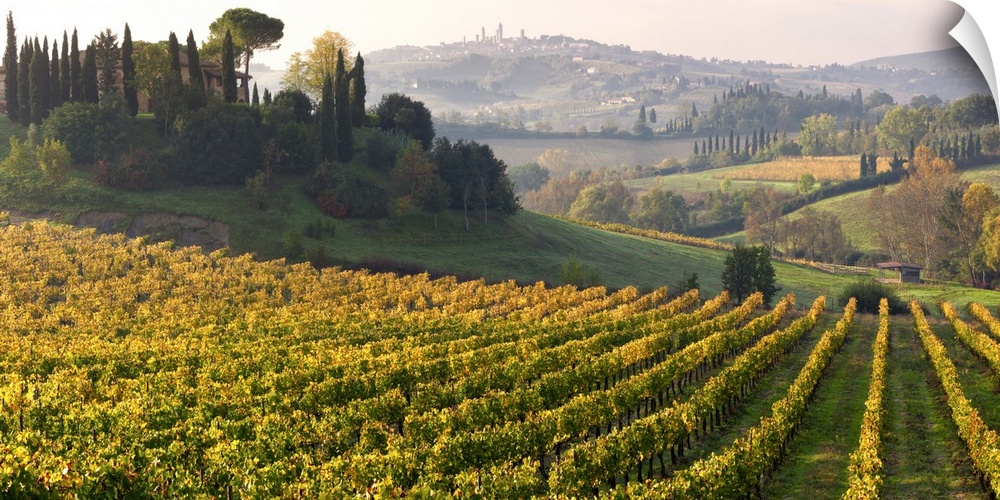 Italy, Tuscany, Siena district, Val d'Elsa, Vernaccia vineyards near San Gimignano.