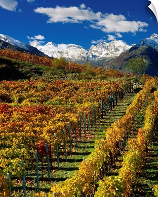 Italy, Valle d'Aosta, The vineyards near Aymavilles