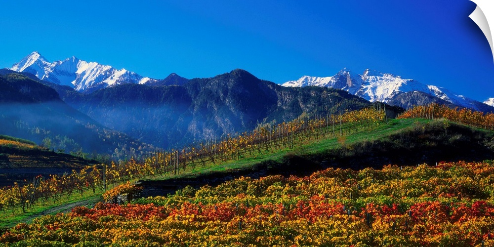 Italy, Valle d'Aosta, Vineyards near Aymavilles