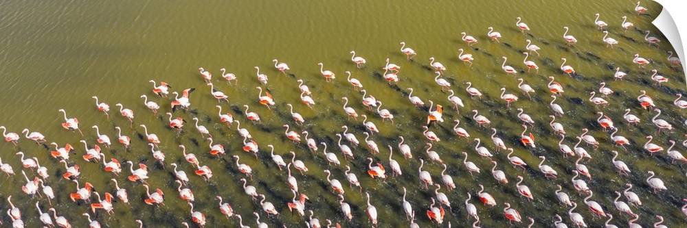 Italy, Veneto, Rovigo district, Adriatic Coast, Flock of pink flamingos clustered in the lagoon.