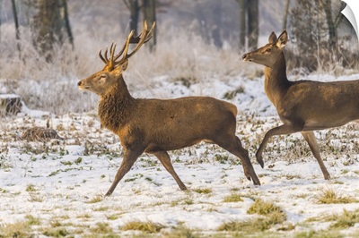 Italy, Veneto, Belluno District, Two Deer Running In The Snow