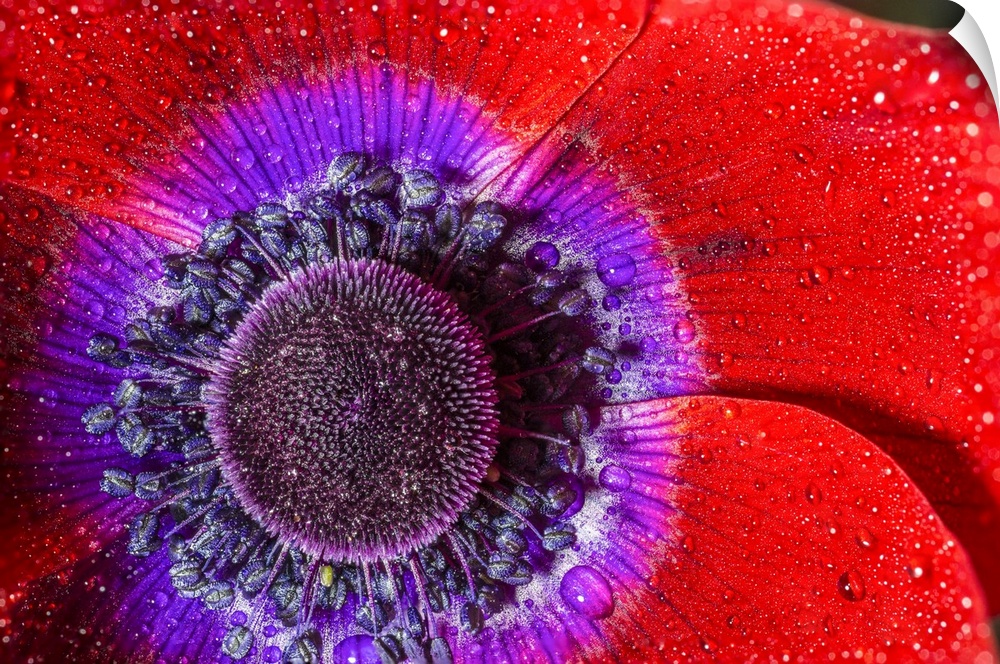 Italy, Veneto, Borso del Grappa, Poppy anemone flower.