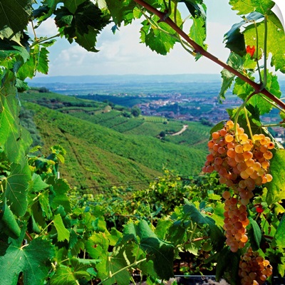 Italy, Veneto, Brognoligo, Soave area, Brognoligo vineyards