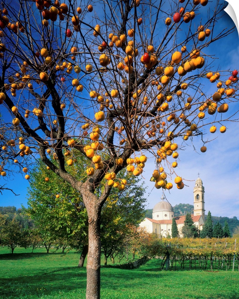 Italy, Veneto, Marano Valpolicella, persimmon tree