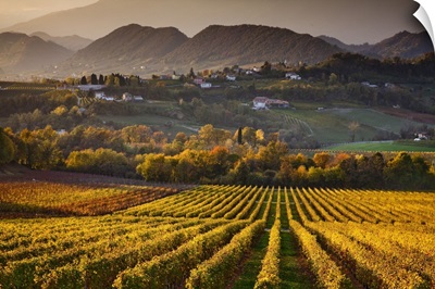 Italy, Veneto, Prosecco Road, San Pietro di Feletto, Prosecco vineyard