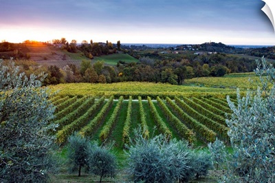 Italy, Veneto, San Pietro di Feletto, Prosecco vineyard, view towards Collalbrigo
