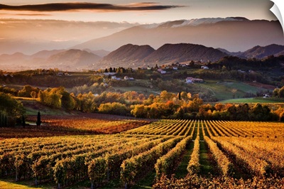 Italy, Veneto, San Pietro di Feletto, Prosecco vineyards in autumn