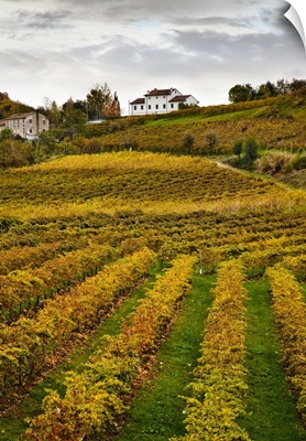 Italy, Veneto, San Pietro di Feletto, Rua di Feletto locality, Prosecco vineyard