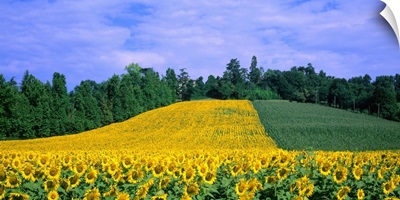 Italy, Veneto, sunflowers