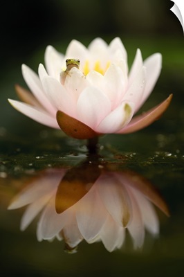 Italy, Veneto, Treviso district, Tree frog on water lily