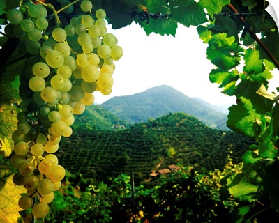 Italy, Veneto, Valdobbiadene, hills of Prosecco wine