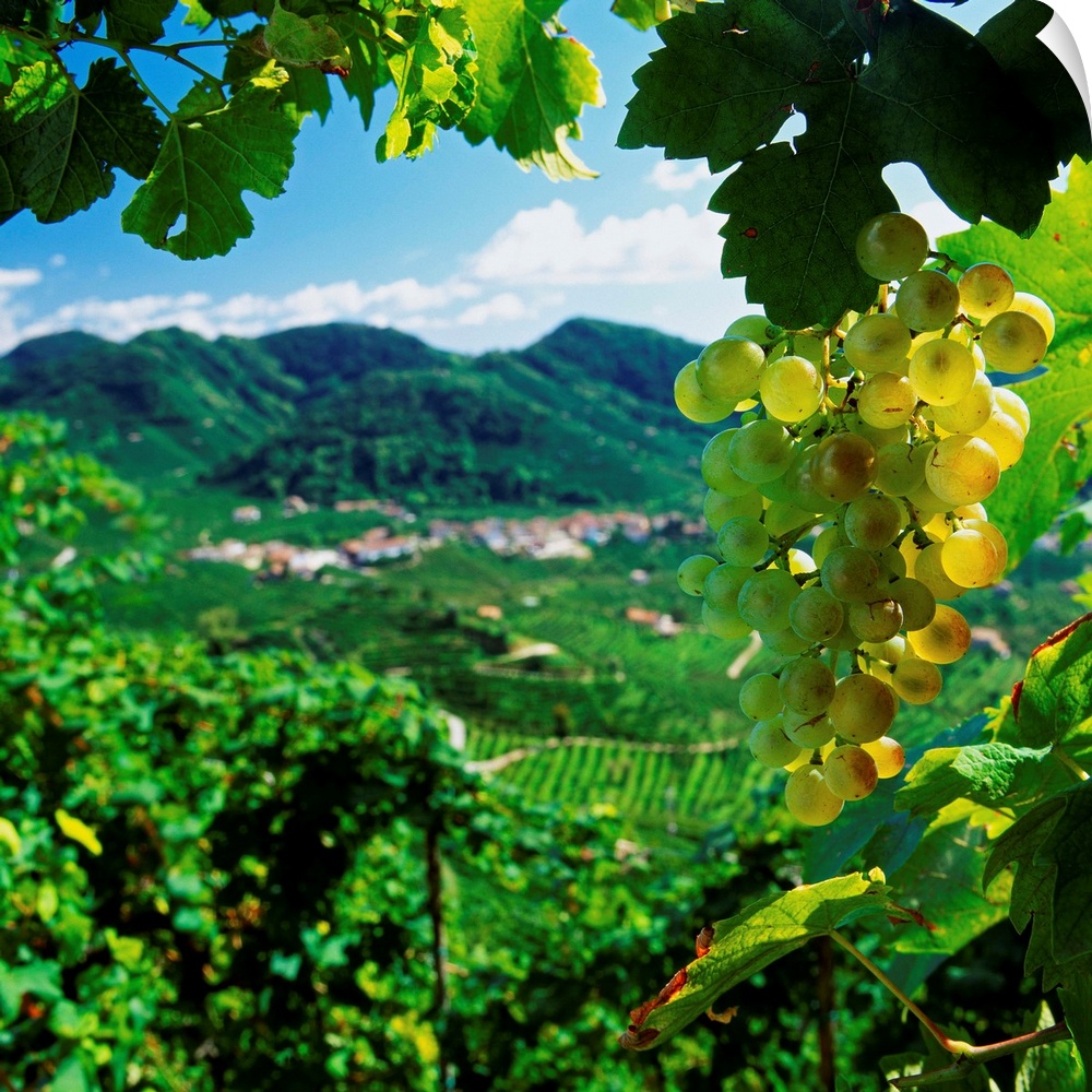 Italy, Italia, Veneto, Valdobbiadene, Prosecco vineyards