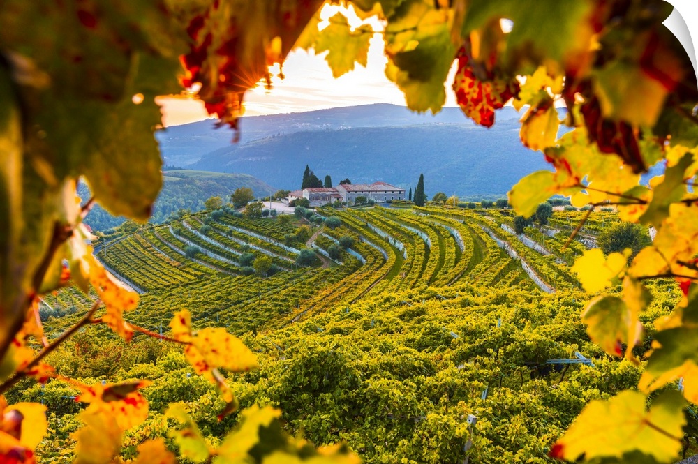 Italy, Veneto, Verona district, Valpolicella, Fumane, Typical landscape, vineyards