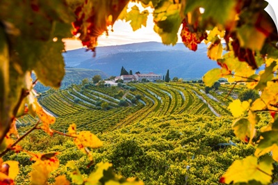 Italy, Veneto, Verona District, Valpolicella, Fumane, Typical Landscape, Vineyards