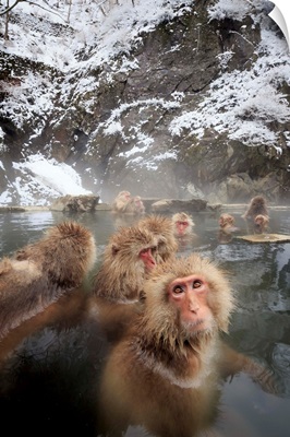 Japan, Chubu, Yamanouchi, Jigokudani Monkey Park, Snow Monkeys, Nagano