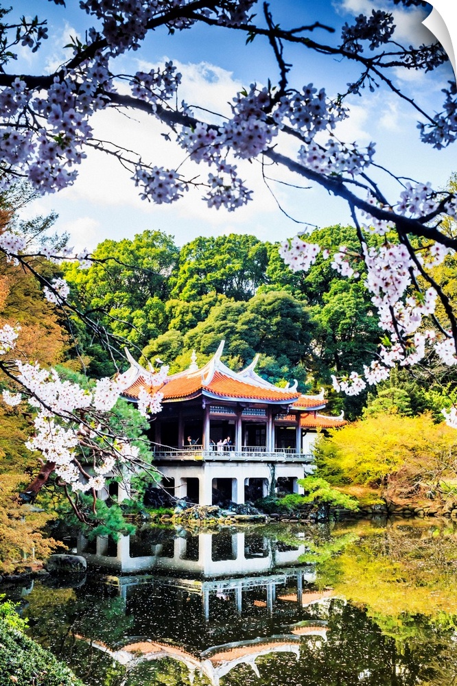 Japan, Kanto, Tokyo, Shinjuku, Cherry blossom, sakura, in Shinjuku Gyoen National Garden.