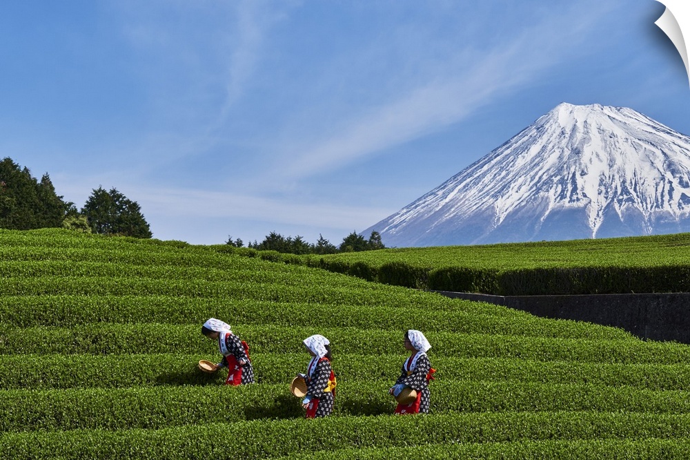 Japan, Shizuoka, Fuji, Honshu island, Tea harvest at the feet of Mount Fuji
