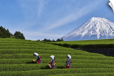 Japan, Shizuoka, Fuji, Honshu Island, Tea Harvest At The Feet Of Mount Fuji