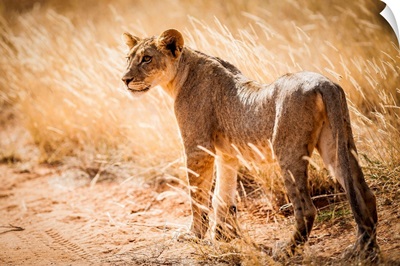 Kenya, Central, Samburu National Reserve, Young Lonely Lion (Panthera Leo)