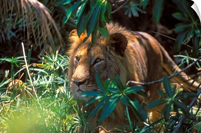 Kenya, Lion