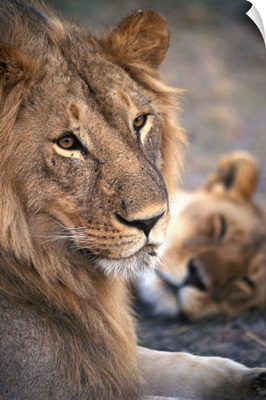 Kenya, Rift Valley, Masai Mara National Reserve, lions
