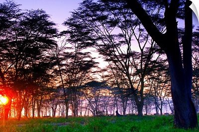 Kenya, Rift Valley, Nakuru Lake Natural Park, acacias at dawn