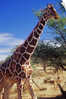 Kenya, Rift Valley, Samburu National Park, giraffe