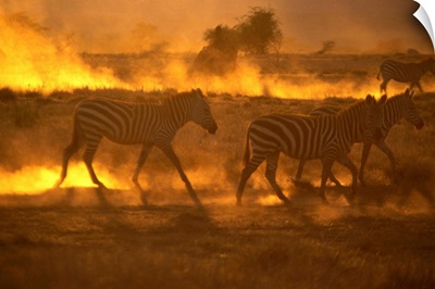 Kenya, Rift Valley, Zebras