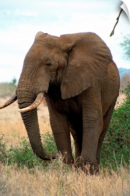 Kenya, Taita Hills National Park, Elephant