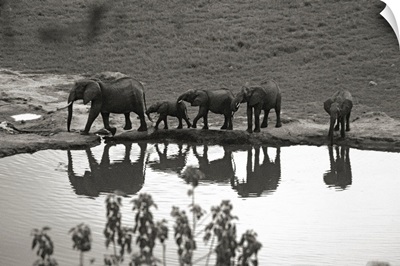 Kenya, Tsavo National Park, African Elephants