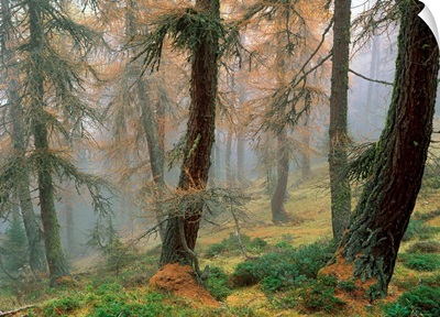 Larchs forest