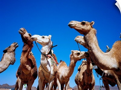 Libya, Fezzan, Akakus desert, camels