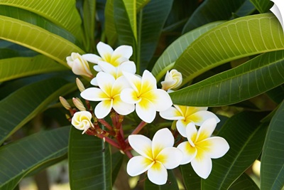Madagascar, Toliara, Frangipani flower