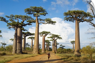 Madagascar, Toliara, Morondava, Baobab trees
