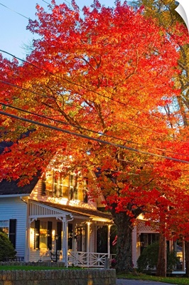 Maine, Mount Desert Island, Autumn tree at Somesville