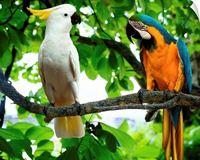 Maldives, Maga Island, parrots