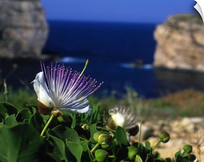 Malta, Gozo, Dwejra bay, capers and flowers