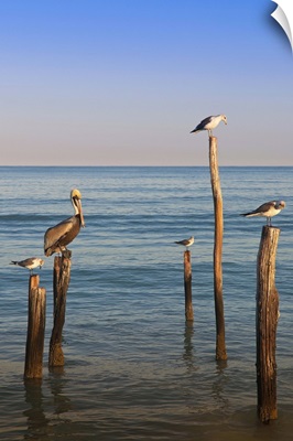 Mexico, Yucatan, Holbox, Birds on Wooden Posts in Sea