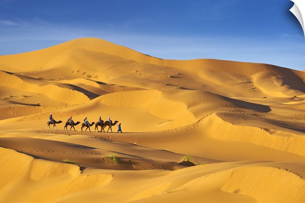 Morocco, South Morocco, Sahara Desert, Erg Chebbi Desert, Merzouga, Camel Trek in the desert