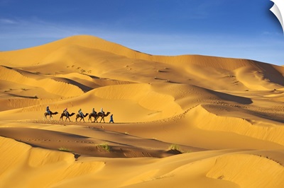 Morocco, Sahara Desert, Erg Chebbi Desert, Merzouga, Camel Trek In The Desert