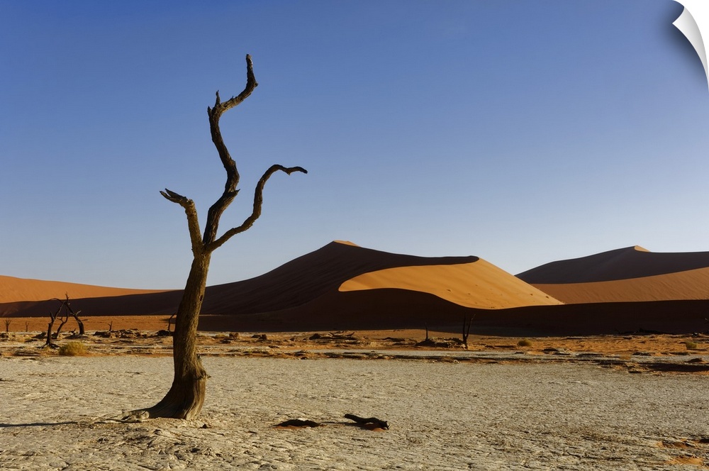 Namibia, Hardap, Sossusvlei, Namib-Naukluft National Park, Dead camel thorn tree (Vachellia erioloba) and dunes in the Dea...