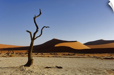 Namibia, Hardap, Dead Camel Thorn Tree And Dunes In The Deadvlei