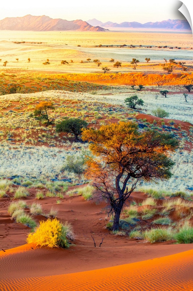 Namibia, Hardap, Namib Desert, Namib-Naukluft National Park, Petrified dunes at sunset.