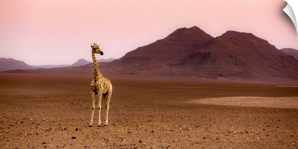 Namibia, Kunene, Etosha National Park, Desert giraffe at sunrise from Purros in an extra-terrestrial landscape.